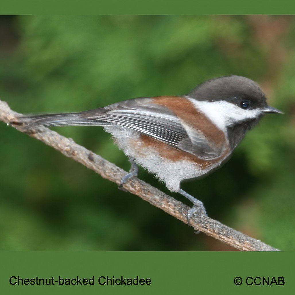 Chestnut-backed Chickadee