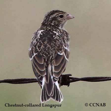 North American Birds