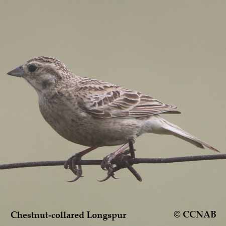 North American Birds