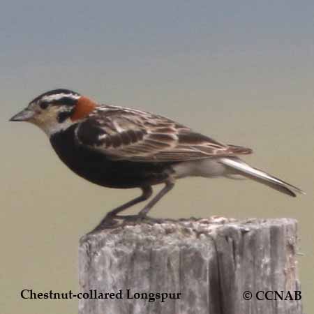 Chestnut-collared Longspur