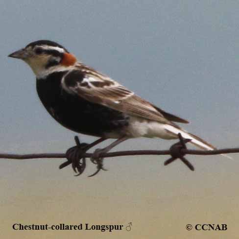 North American Birds