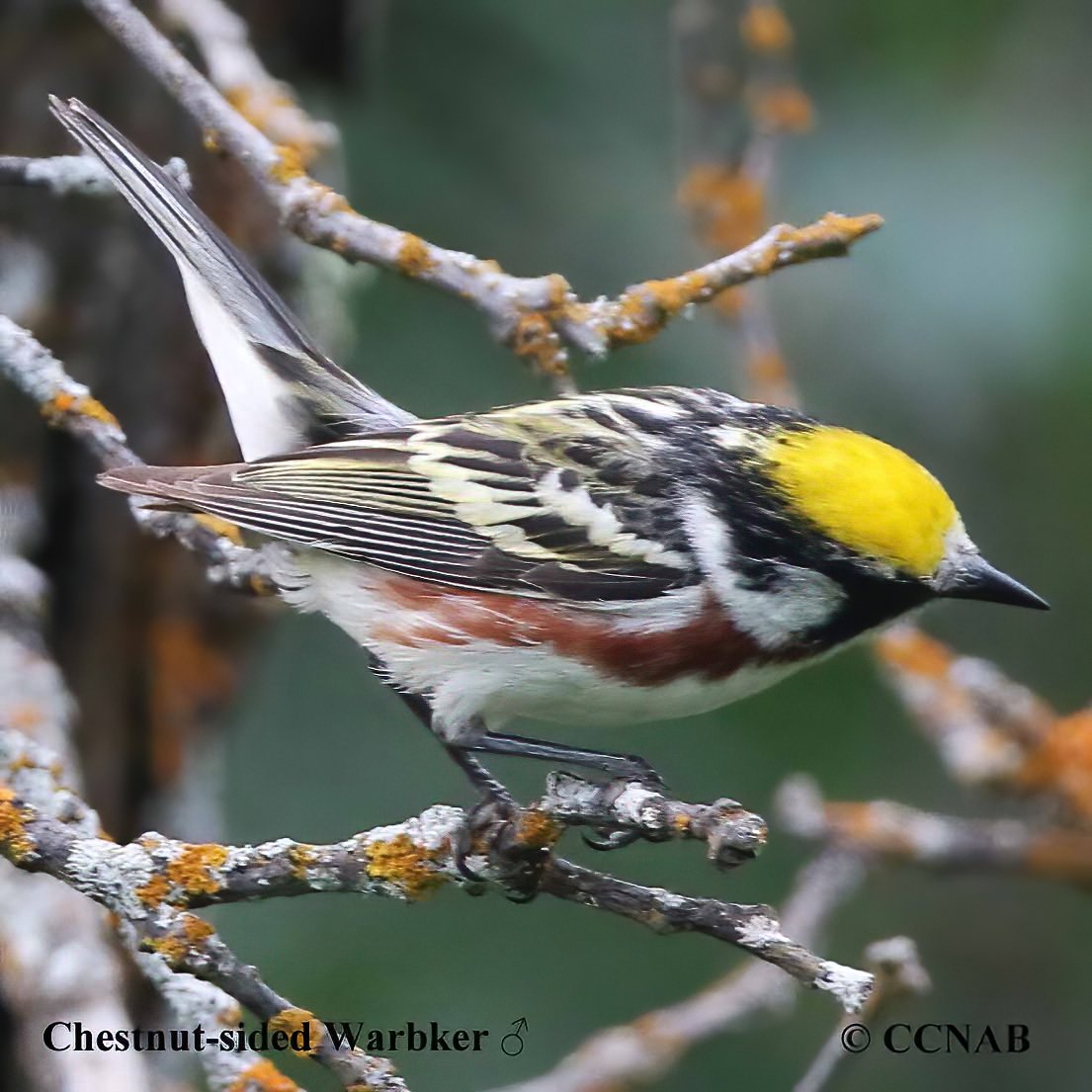 Birds of North America