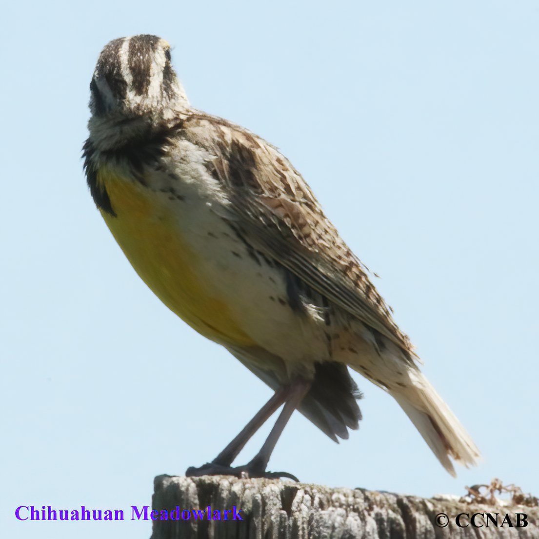 North American Birds