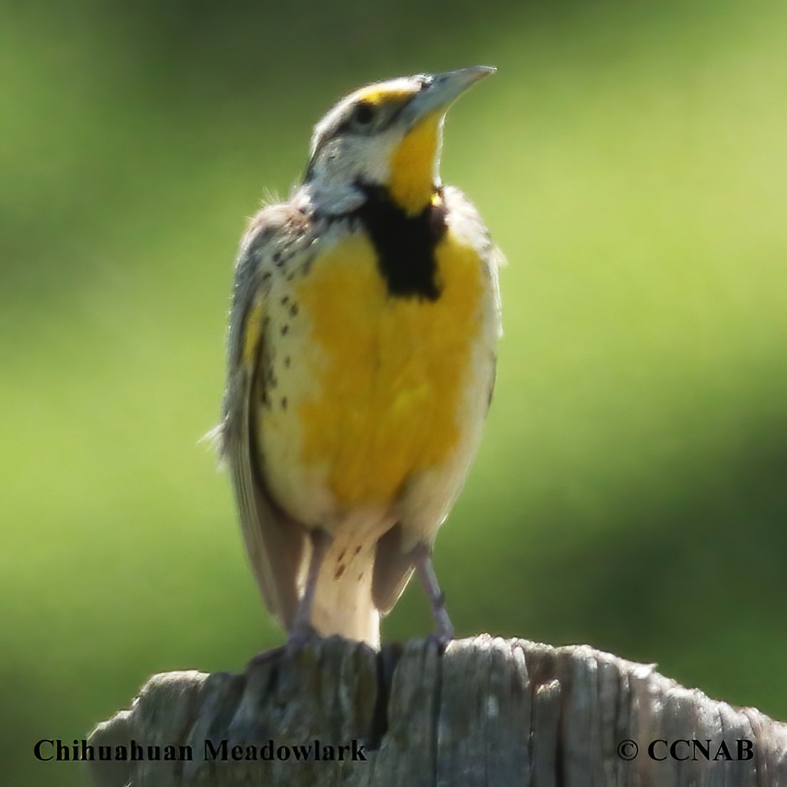 North American Birds