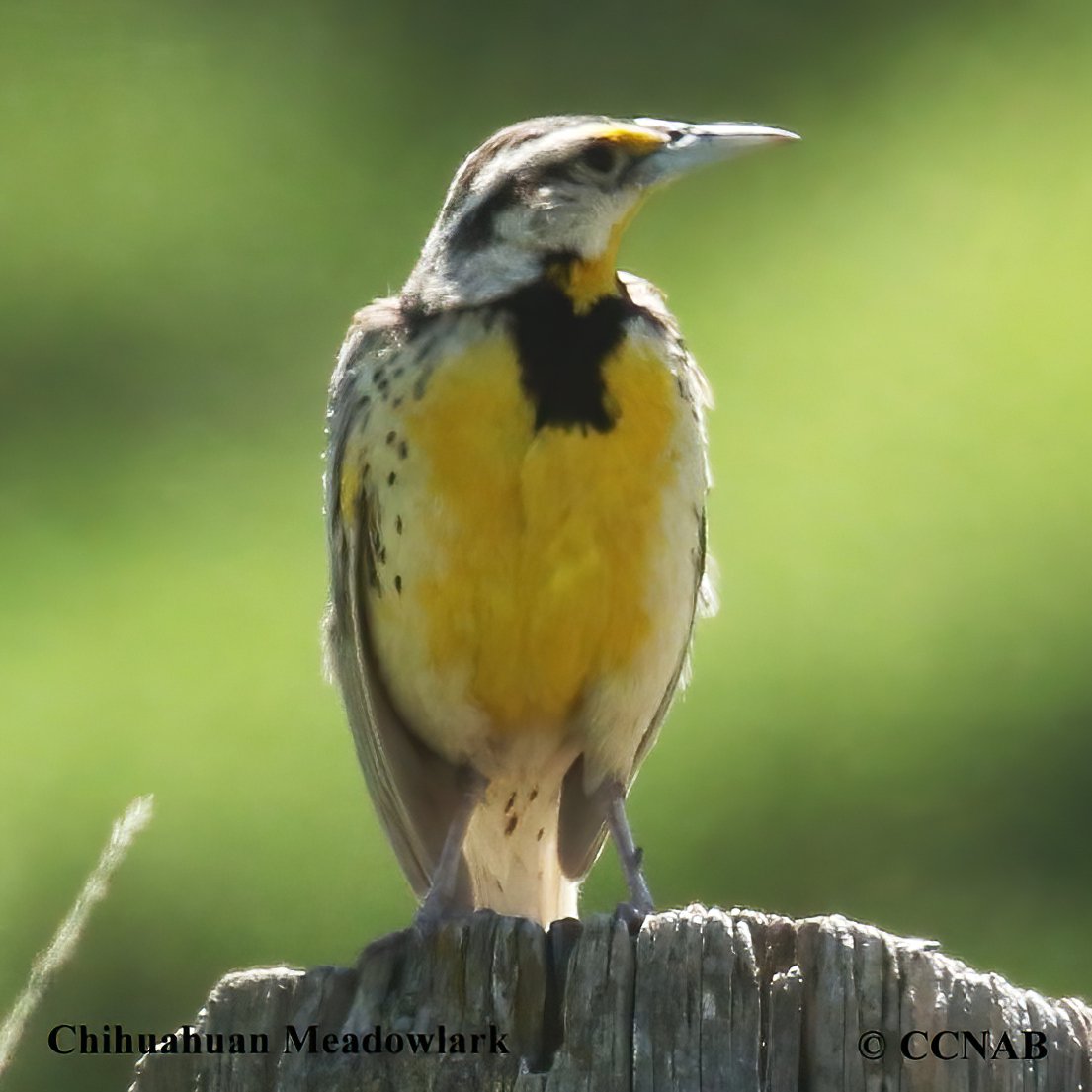 North American Birds