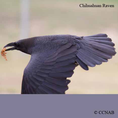 Birds of North America