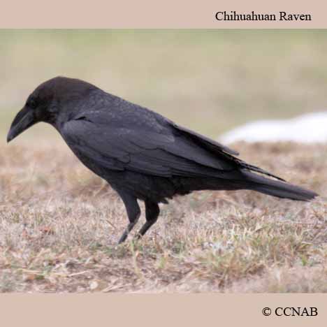 Birds of North America