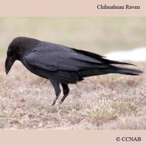 Birds of North America