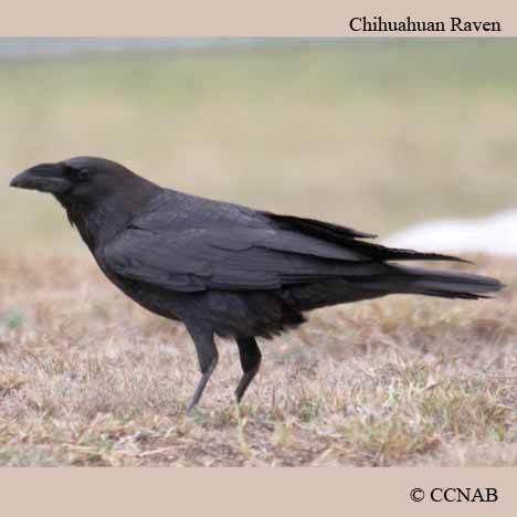 Birds of North America
