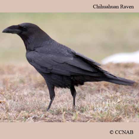 Chihuahuan Raven