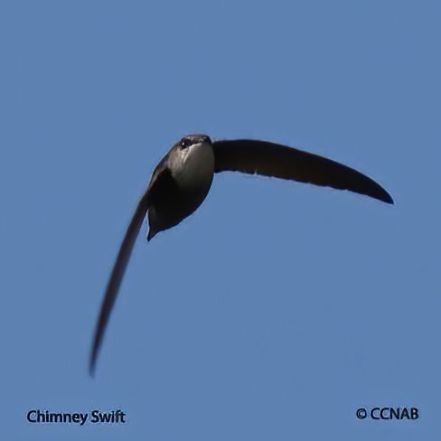 Birds of North America