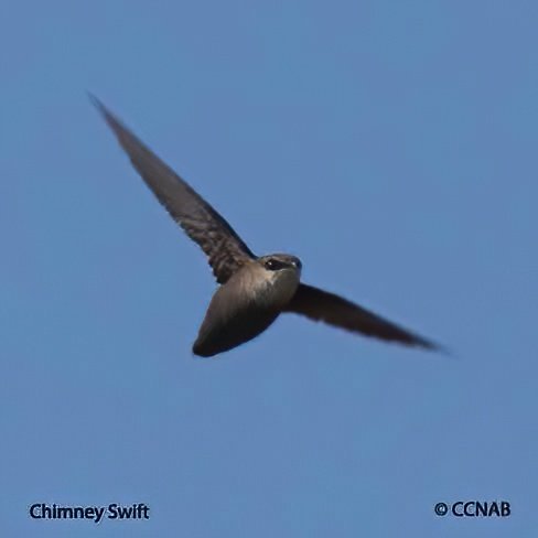Birds of North America