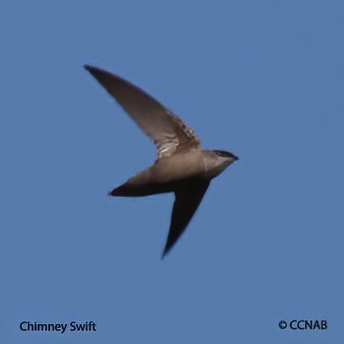 Birds of North America