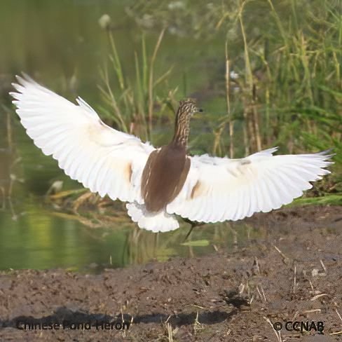 Birds of North America