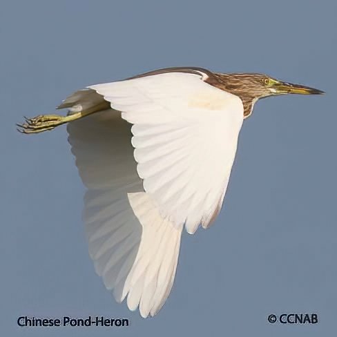 Birds of North America
