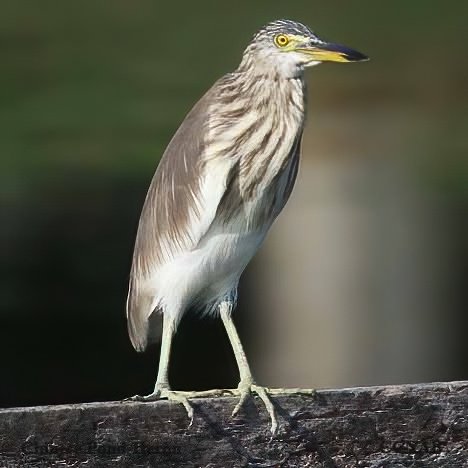 Birds of North America