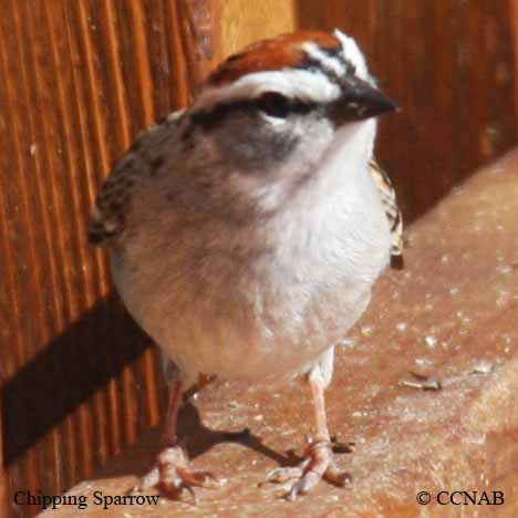 North American Birds