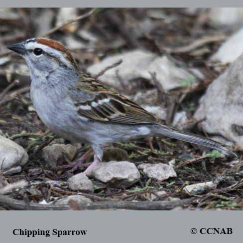 North American Birds