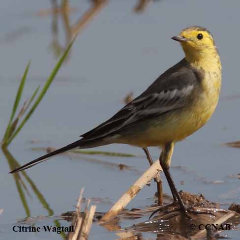 Birds of North America