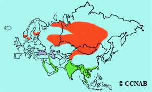 Citrine Wagtail range map