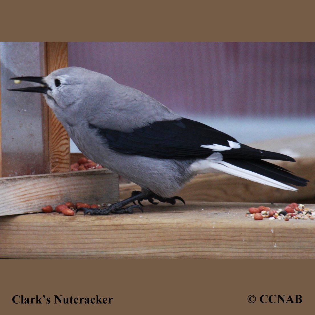 Birds of North America