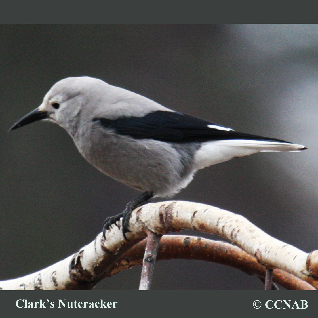 Birds of North America