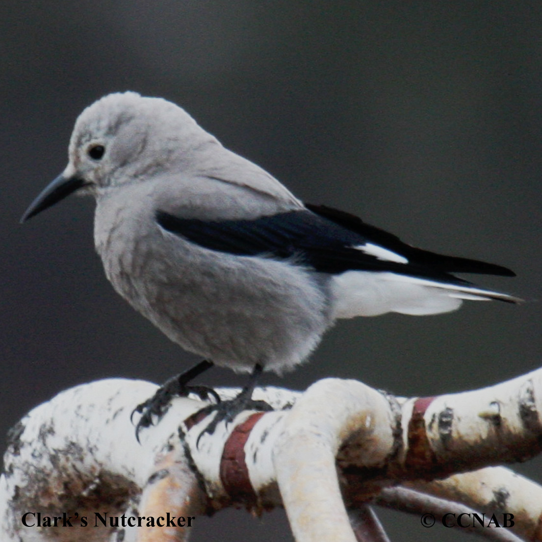 Clark's Nutcracker