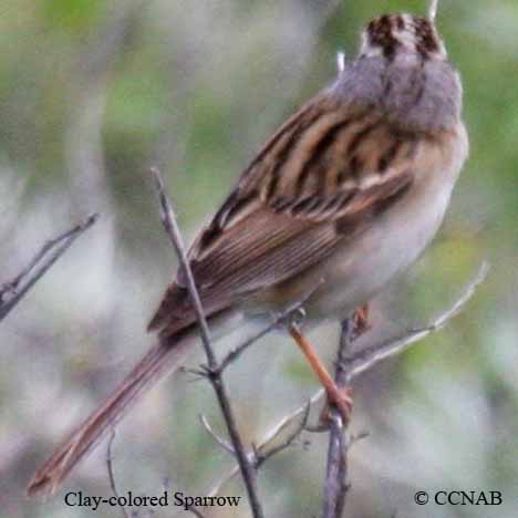 Birds of North America