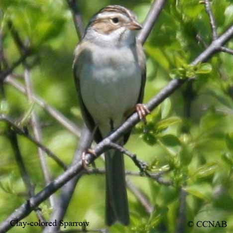 Birds of North America