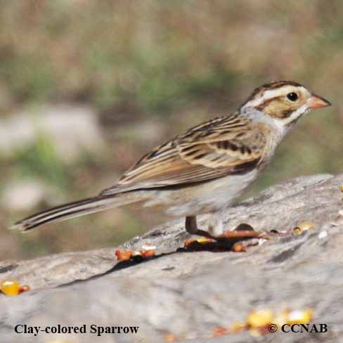 Birds of North America
