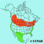 Clay-colored Sparrow range map