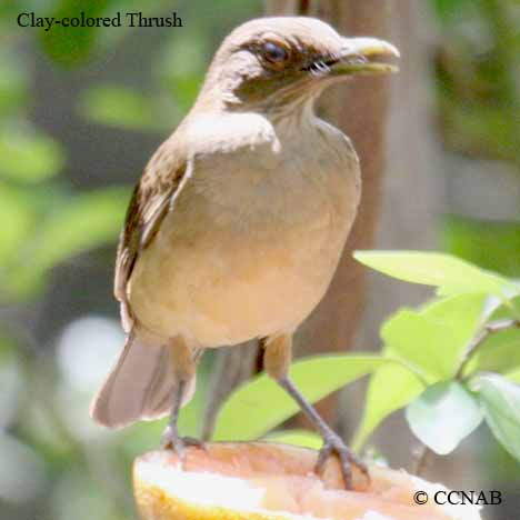 Birds of North America