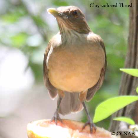 Birds of North America