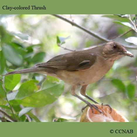 Birds of North America