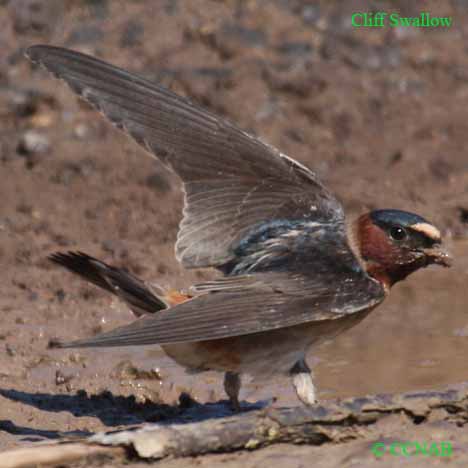 Birds of North America
