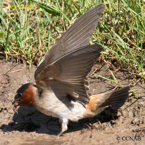 Birds of North America