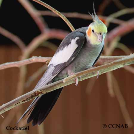 Cockatiel