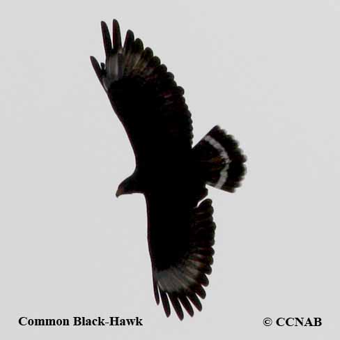 Birds of North America