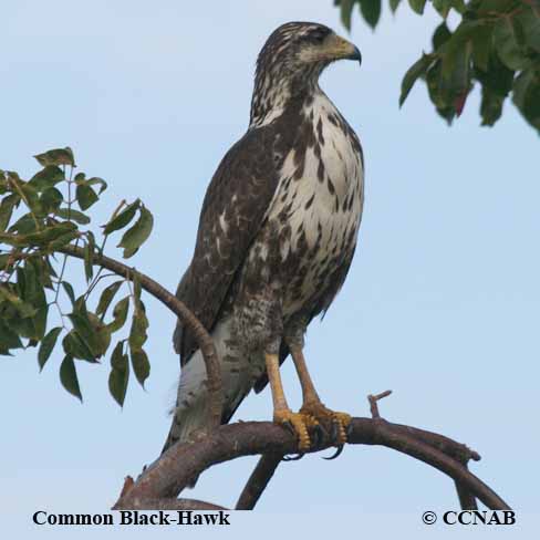 Birds of North America