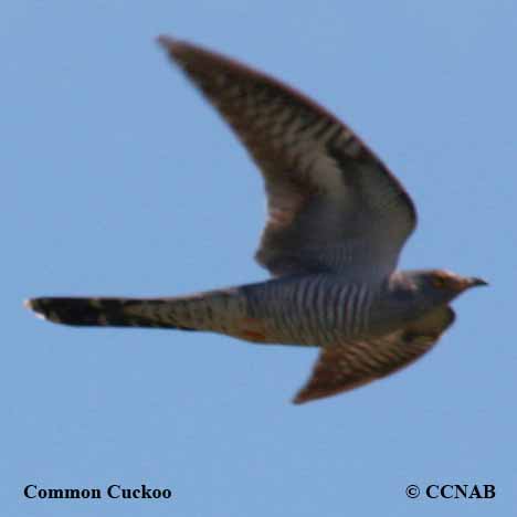 Birds of North America