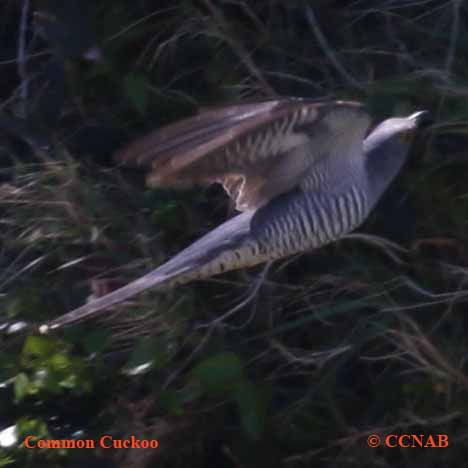 Birds of North America