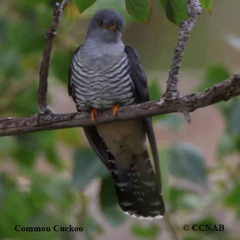 Birds of North America