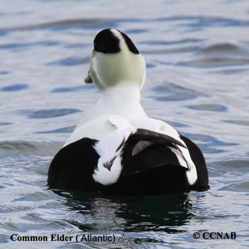 Common Eider