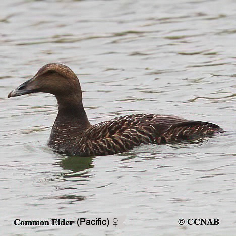Common Eider (Pacific)