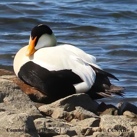 Birds of North America