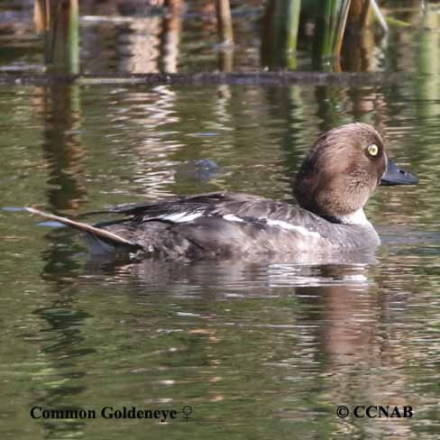 Birds of North America