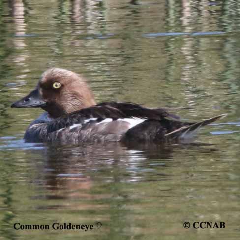 Birds of North America