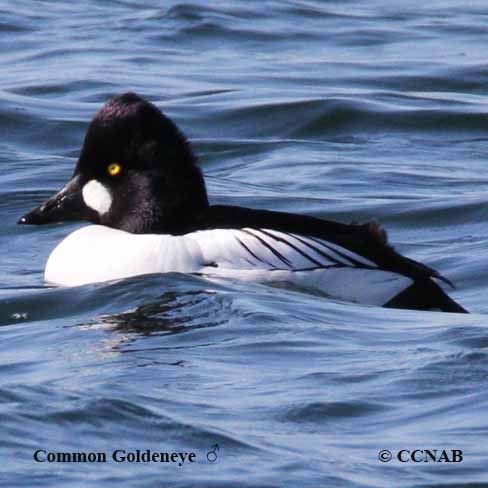 Birds of North America