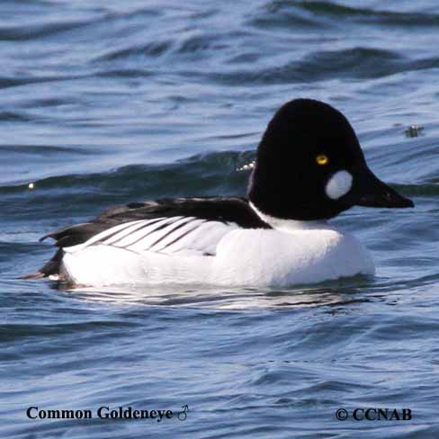 Birds of North America