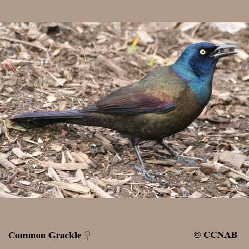 Birds of North America